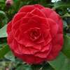 camellia japonica Black Tie