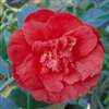 Camellia japonica Blaze of Glory