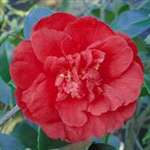 Camellia japonica Blaze of Glory