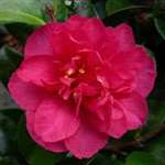 Camellia hiemalis Bonanza