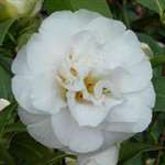 Camellia williamsii hybrid Bridal Gown