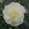 Camellia japonica Brushfield's Yellow