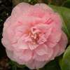 camellia japonica Carter's Sunburst