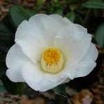 camellia japonica Charlotte de Rothschild