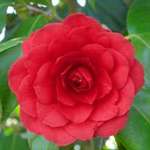 Camellia japonica C.H.Hovey