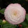 camellia japonica Commander Mulroy