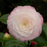 camellia japonica Commander Mulroy