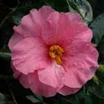 Camellia williamsii hybrid Contribution
