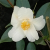 Camellia hybrid Cornish Snow 'Michael'