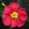 Camellia Sasanqua Crimson King