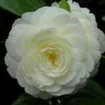 camellia japonica Dahlohnega