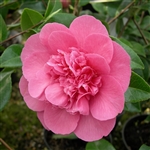Camellia williamsii hybrid Debbie