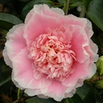 Camellia japonica Elegans Splendor