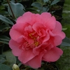 Camellia williamsii hybrid Elegant Beauty