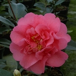 Camellia williamsii hybrid Elegant Beauty