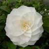 camellia japonica Elizabeth Cooper
