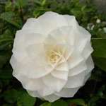 camellia japonica Elizabeth Cooper
