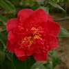 camellia japonica Elizabeth Hawkins