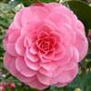 Camellia japonica Elizabeth Weaver