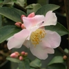 Camellia hybrid Fairy Blush