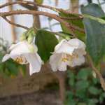 camellia species C.fraterna