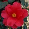 Camellia hybrid Freedom Bell