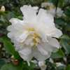 Camellia sasanqua Gay Sue