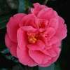 camellia japonica Gloire de Nantes