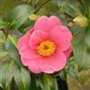 Camellia hybrid Golden Spangles