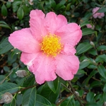 Camellia hybrid Pink Granthamiana