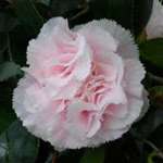 Camellia japonica Hawaii