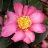 Camellia sasanqua Hugh Evans