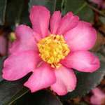 Camellia sasanqua Hugh Evans