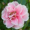 Camellia williamsii hybrid Jennifer Trehane