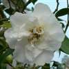 Camellia williamsii hybrid Jill Totty