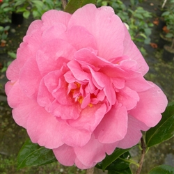 Camellia williamsii hybrid Joan Trehane