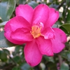 Camellia hiemalis Kanjiro