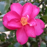 Camellia hiemalis Kanjiro