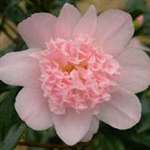 Camellia japonica Kewpie Doll