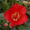 camellia japonica Kimberley