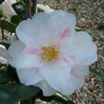 Camellia japonica Lady Vansittart