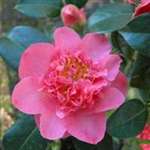 Camellia williamsii hybrid Laura Boscawen