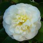 camellia japonica Lemon Drop