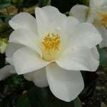 Camellia japonica Lily Pons