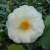 camellia japonica Lovelight