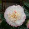 camellia japonica Margaret Davis
