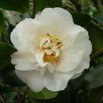 Camellia japonica Mary Costa