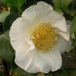 Camellia japonica Matilija Poppy