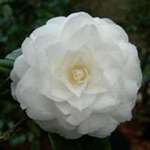 camellia japonica Matterhorn