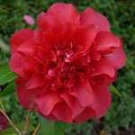 Camellia japonica Midnight Magic